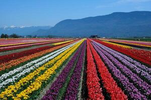 bellissimo enorme campo con multicolore tulipani in partenza nel il montagne Canada vancouver bellezza purezza flora primavera campeggio camminare nel il campo no persone mattina giorno ecologia foto