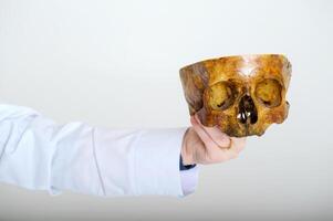 nel il mano di un' medico vero cranio di adulto su bianca sfondo medicina scienza studia di struttura di umano corpo nel medico Università biologia lezione i cambiamenti nel cranio nel processi di Evoluzione foto