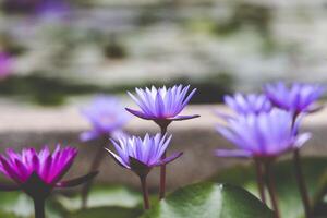 viola e viola acqua gigli foto