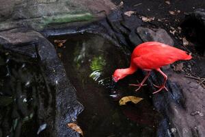 scarlatto ibis uccello bellissimo erba Germania Europa foto