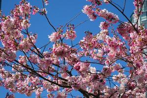 ciliegia fiori nel pieno fioritura nel il città fioritura sakura ciliegia fiorire ramo con grattacielo edificio nel sfondo nel molla, Vancouver, avanti Cristo, Canada. david lam parco foto