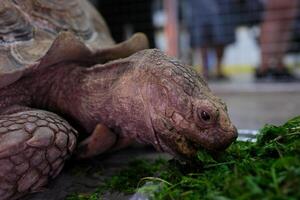 un' portante sperone tartaruga latino centrochelys sulcata con un' bellissimo conchiglia modello in piedi su verde erba su un' chiaro soleggiato giorno. animali mammiferi rettili zoo. foto