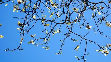 fioritura ciliegia e magnolia alberi grattacieli blu cielo senza nuvole bellissimo rami decorato con fiori nel grande città di vancouver nel Canada burarrd stazione pulizia freschezza primavera foto