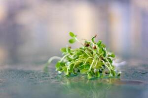 irrigazione microgreens piccolo gocce di pioggia su bicchiere irrigazione microgreens lino avvicinamento lento movimento benefici vitamine tracciare elementi per crescere a casa foto