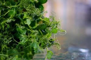 pisello microgreens nascita avvicinamento. verde micro impianti pisum germinazione. succoso giovane germogli nel contenitori. germinazione di pianta di fagioli Ritaglia semi. salutare nutrizione e biologico cibo. foto