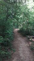 un' giorno nel il foresta parco foto