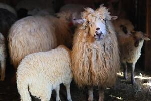 un' gruppo di pecora con uno di loro avendo un' bianca individuare su suo viso foto