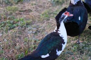 un' anatra con un' nero e bianca testa sta nel un' campo foto