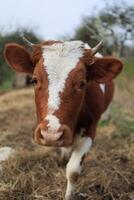 un' mucca con bianca macchie su suo viso è in piedi nel un' campo foto