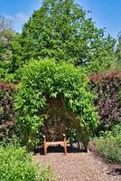 di legno panchina sotto frondoso arco nel giardino foto