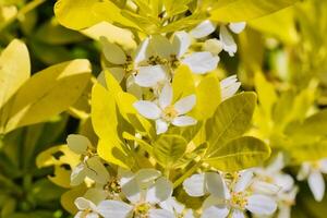 bianca fiori con giallo le foglie nel un' giardino foto