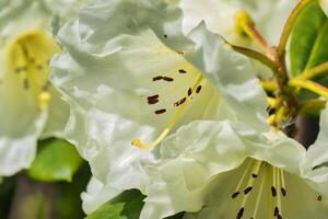 bianca rododendro fiori nel avvicinamento foto