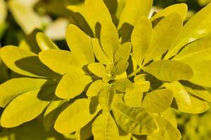 luminosa giallo verde le foglie nel luce del sole foto