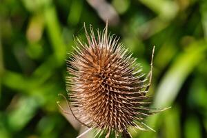 secco cardo fiore testa avvicinamento foto