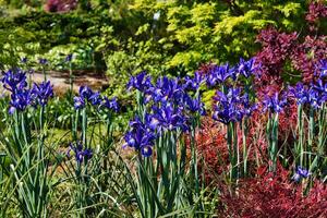 fioritura viola iridi nel un' vivace giardino foto