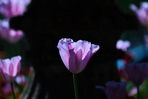 avvicinamento di rosa tulipano nel fioritura foto