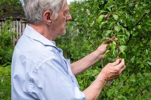 maturo uomo ispezionando Pera albero Salute nel Giardino dietro la casa, cattura il essenza di personale agricoltura, ideale per discussioni su biologico giardinaggio foto