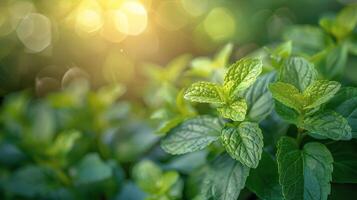 vicino su di un' verde pianta con le foglie foto