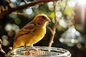 canarino uccello nel giardino foto