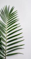 singolo verde palma foglia contro bianca sfondo foto