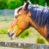 ritratto di un' cavallo contro il sfondo di un' prato. foto