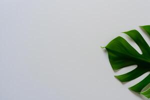 bellissimo Monstera foglia su bianca carta un' sbalorditivo miscela di naturale eleganza e minimalista fascino, in mostra il intricato dettagli e lussureggiante verde colore contro un' croccante e incontaminato sfondo foto