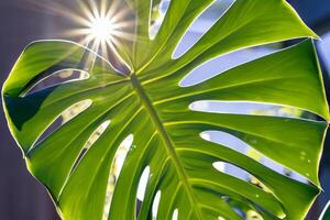 mattina splendore cattura allegro luce del sole e bellissimo Monstera le foglie nel un' commovente foto quello riempimenti il cuore con gioia e vetrine il naturale bellezza di luce del sole a alba