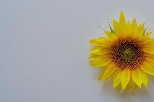 il radiante bellezza di un' girasole su un' incontaminato bianca sfondo cattura il essenza di della natura gioioso splendore evidenziazione il vivace giallo petali e contrastante buio centro foto