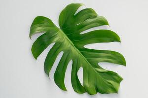 bellissimo Monstera foglia su bianca carta un squisito vetrina di naturale eleganza con lussureggiante verde fogliame contro un' incontaminato bianca sfondo foto