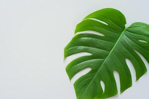 bellissimo Monstera foglia su bianca carta un' travolgente Schermo di della natura abilità artistica con elegante verde fogliame impostato contro un' incontaminato bianca sfondo, Perfetto per valorizzare foto