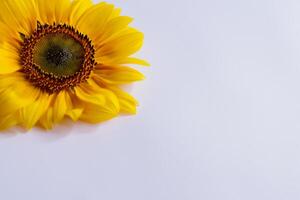 il radiante bellezza di un' girasole su un' incontaminato bianca sfondo cattura il essenza di della natura gioioso splendore evidenziazione il vivace giallo petali e contrastante buio centro foto