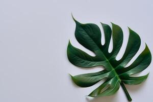 bellissimo Monstera foglia su bianca carta un squisito vetrina di naturale eleganza con lussureggiante verde fogliame contro un' incontaminato bianca sfondo foto