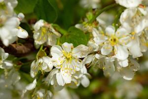 bellissimo fresco fiore sfondo un' sbalorditivo Vettore di fiorisce, la creazione di un' vivace e sereno atmosfera Perfetto per aggiungendo eleganza per qualunque occasione o arredamento foto