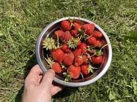 giovane grande fragole è cresciuto nel il villaggio foto