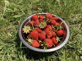 giovane grande fragole è cresciuto nel il villaggio foto