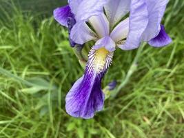 estate fiori avere fiorito nel il giardino foto