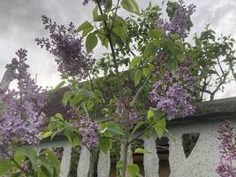 primavera fiori fiorito nel il giardino foto