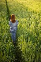 indietro di giovane donna a piedi attraverso orzo campo lungo sentiero nel un' luminosa verde riso campo nel mattina vuole per essere contento solo. giovane femmina turista gode mattina camminare godendo Visualizza di orzo campi. foto