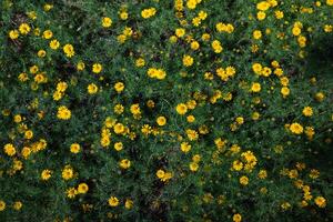 sfondo di meravigliosamente disposte fiore e luminosa colori è fondale per fiore nel meravigliosamente disposte giardino a fiore Festival. bellissimo colorato sfondo con copia spazio per inserzione testo. foto