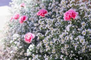 sfondo di meravigliosamente disposte fiore e luminosa colori è fondale per fiore nel meravigliosamente disposte giardino a fiore Festival. bellissimo colorato sfondo con copia spazio per inserzione testo. foto