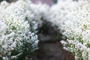 sfondo di meravigliosamente disposte fiore e luminosa colori è fondale per fiore nel meravigliosamente disposte giardino a fiore Festival. bellissimo colorato sfondo con copia spazio per inserzione testo. foto