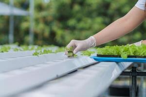 in crescita verdure utilizzando acqua o idroponica utilizzando semi per ottenere biologico verdure quello siamo gratuito a partire dal tossine perché idroponica fa non uso pesticidi. biologico verdura concetto per Salute foto