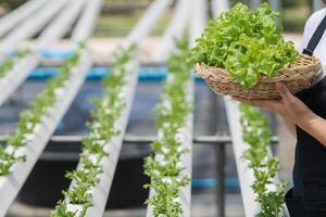 giovane donne siamo raccolta biologico verdure a partire dal idroponica per crescere verdure quello siamo sano. in crescita con un' idroponica sistema, risultante nel biologico verdure quello il mercato necessità. foto