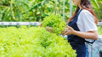 giovane donne siamo raccolta biologico verdure a partire dal idroponica per crescere verdure quello siamo sano. in crescita con un' idroponica sistema, risultante nel biologico verdure quello il mercato necessità. foto