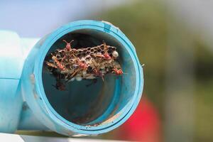 imenotteri è edificio un' nido per alimentazione il larve nel un' blu pvc tubo nel un' verdura giardino, e imenotteri è anche un' Pericolo per agricoltori di partenza per crescere verdure nel il giardino. foto