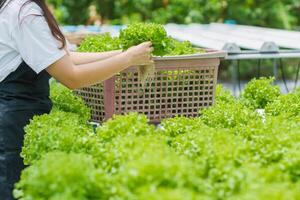 biologico verdure cresciuto con idroponica sistemi per controllo il qualità di biologico verdure per crescere bene e cresciuto con idroponica sistemi, risultanti nel biologico verdure quello siamo prezioso per Salute foto