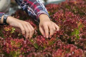 giovane donne siamo raccolta biologico verdure a partire dal idroponica per crescere verdure quello siamo sano. in crescita con un' idroponica sistema, risultante nel biologico verdure quello il mercato necessità. foto