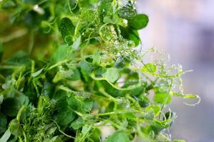 pisello microgreens nascita avvicinamento. verde micro impianti pisum germinazione. succoso giovane germogli nel contenitori. germinazione di pianta di fagioli Ritaglia semi. salutare nutrizione e biologico cibo. foto