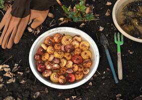 ancora vita con bulbi di gladiolo fiori nel serra, giardinaggio e agricoltura concetto, Vintage ▾ botanico sfondo con primavera impianti foto