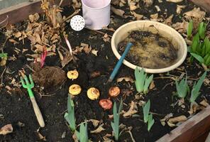 ancora vita con bulbi di gladiolo fiori nel serra, giardinaggio e agricoltura concetto, Vintage ▾ botanico sfondo con primavera impianti foto